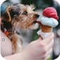 photo of a ice cream