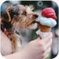 photo of a ice cream