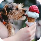 photo of a ice cream